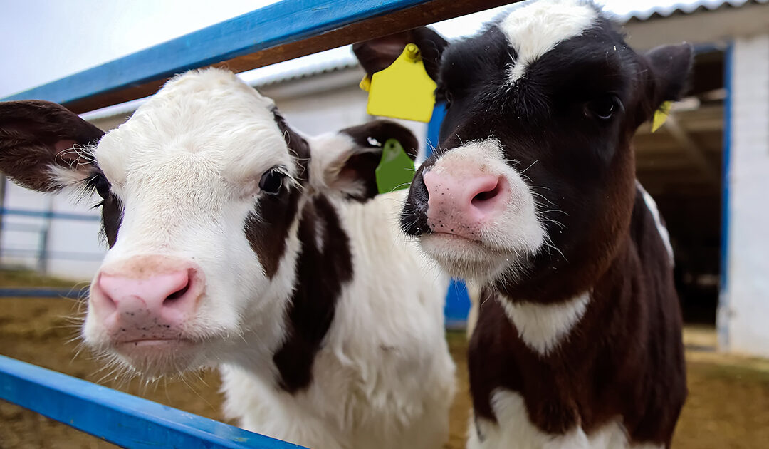 Cows
