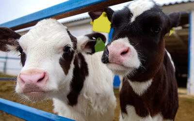 Senator Schwank Announces $500,000 in RFSI Grants for Clover Farms Dairy