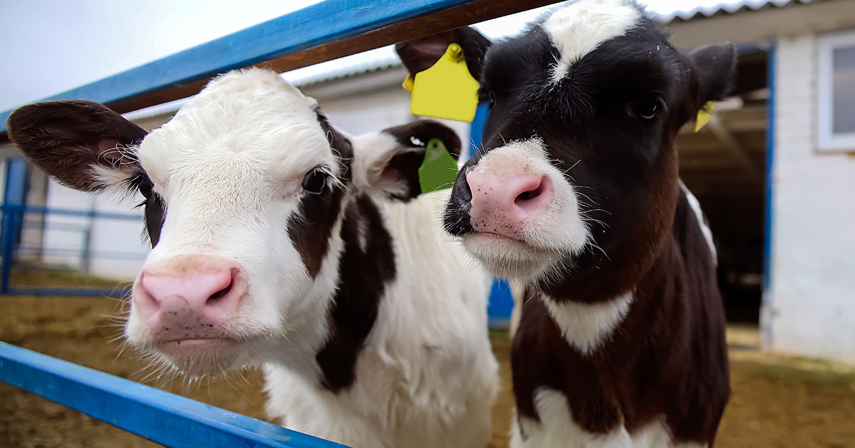 Cows